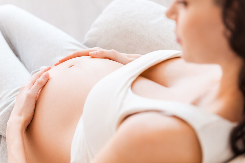 Gravid.