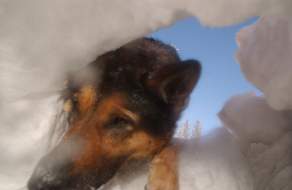 Redningshund kikker inn i snø.