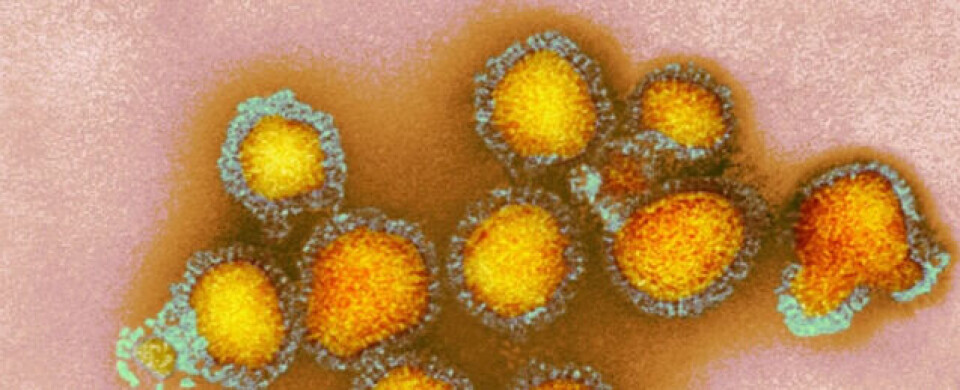 Illustrasjonsbilde. H3N2 Influenza. Hentet fra Wikimedia Commons.